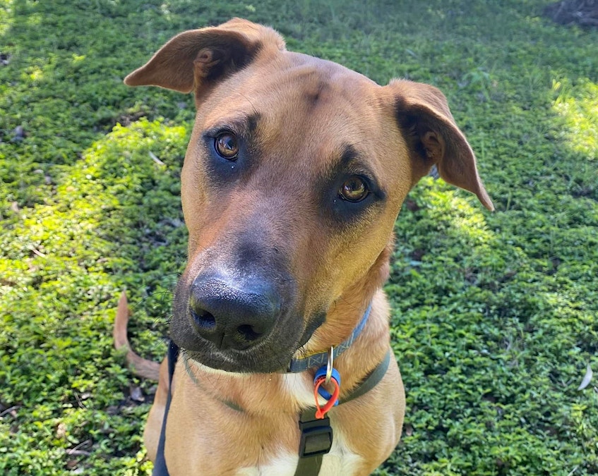 Dogs, cats needing forever homes